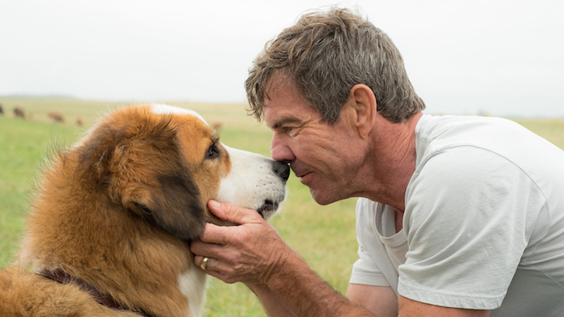 Viewpoint Project Dennis Quaid A Dogs Journey